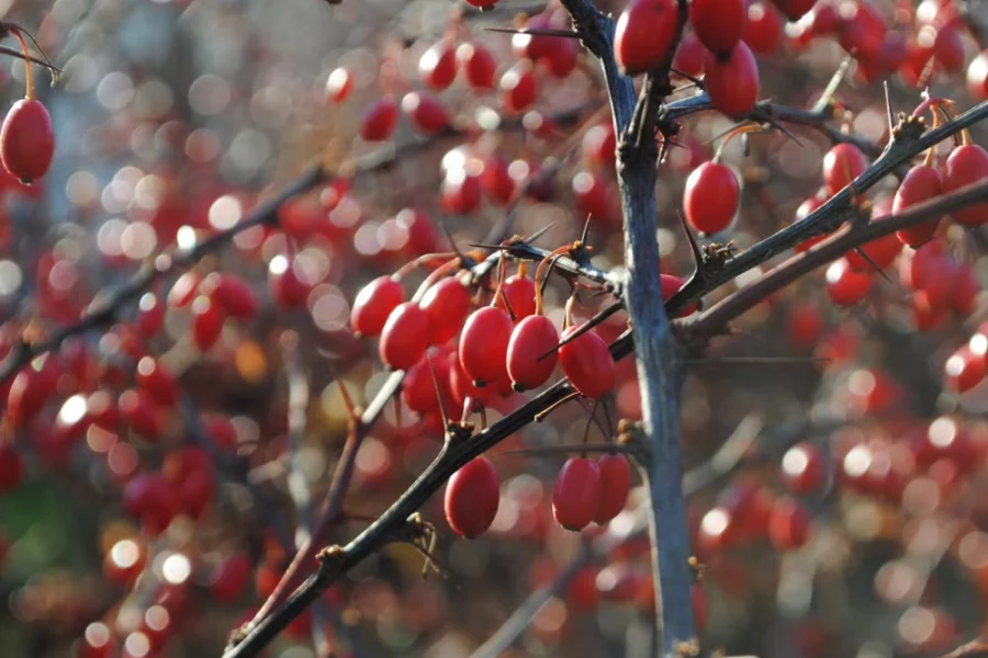 Berberine berries on the branch