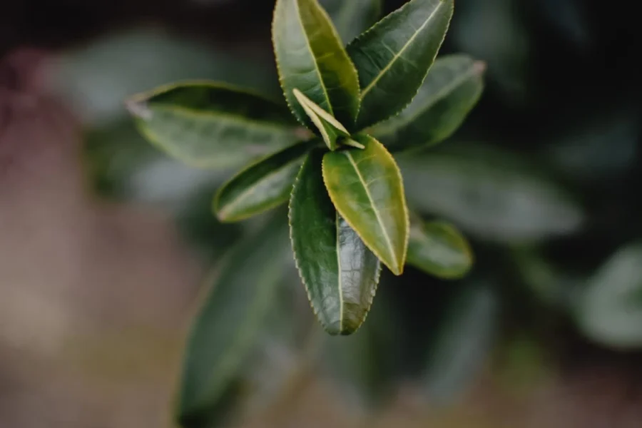 Green tea leaves, source of L-theanine