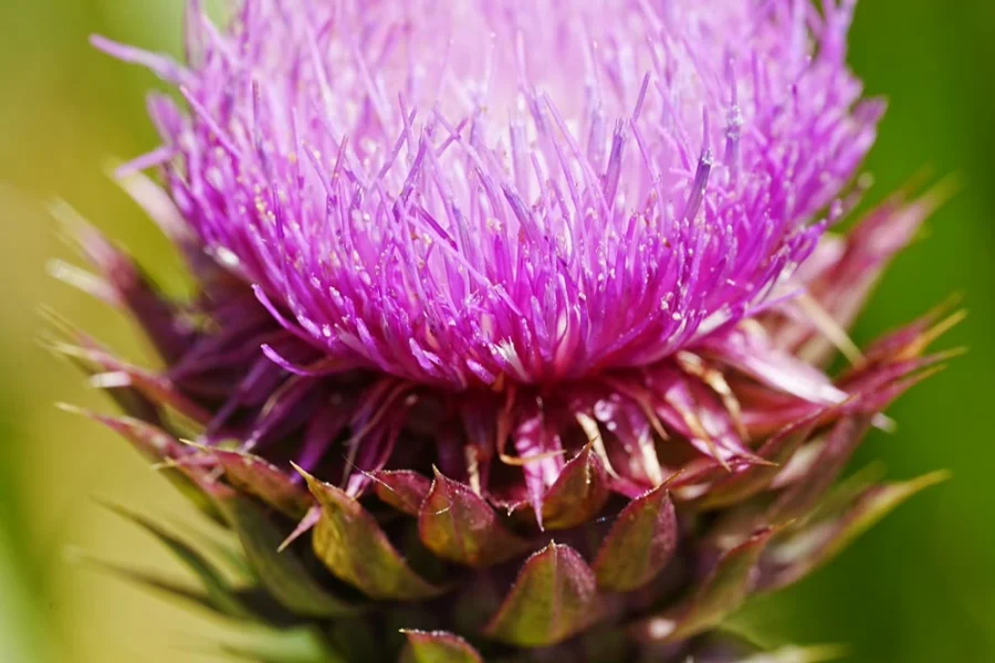 Milk thistle flower close-up
