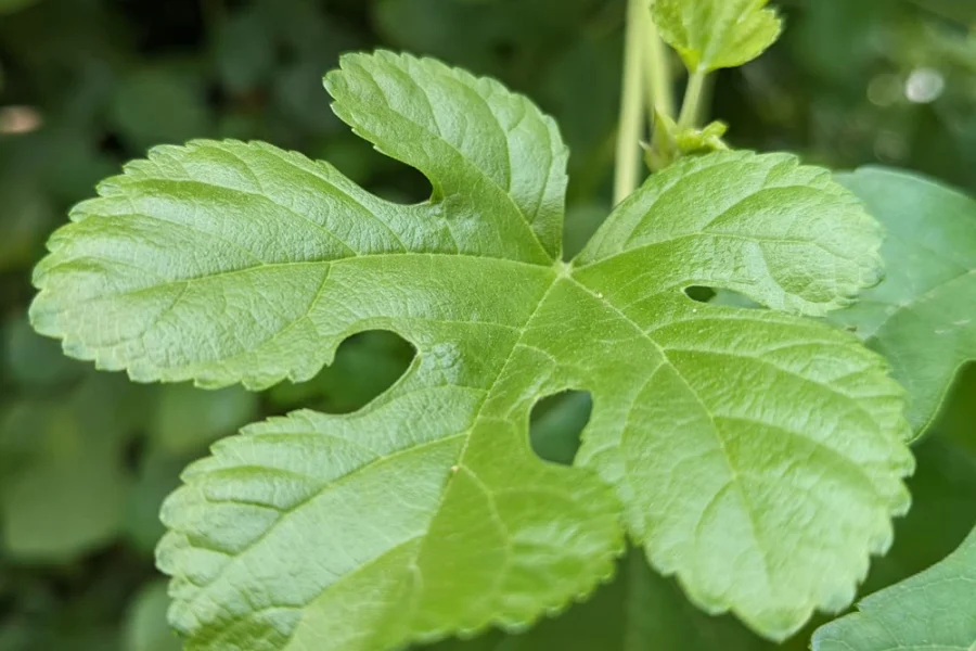 Mulberry leaf close-up