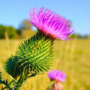 Milk thistle flower in a field