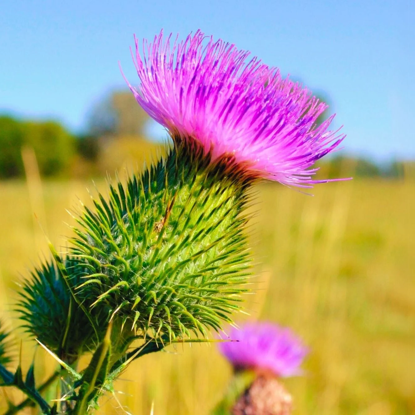 Milk thistle flower in a field