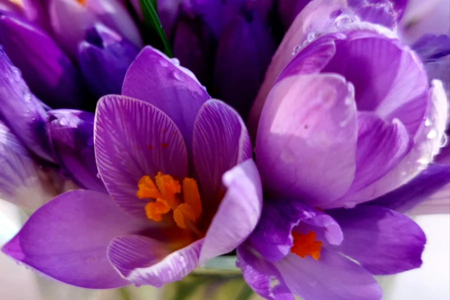 Saffron crocus flowers in a glass jar